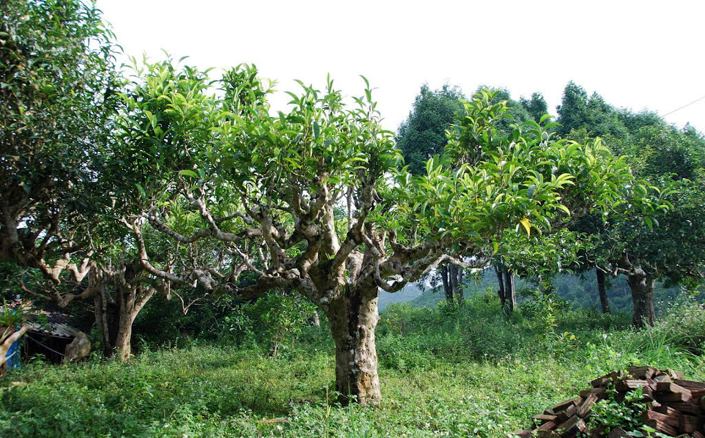 cây chè Shan Tuyết cổ thụ
