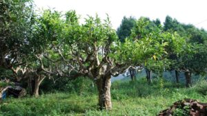 Read more about the article Khám Phá Các Giống Trà Việt: Di Sản Xanh Và Tiềm Năng Vàng Của Lâm Đồng